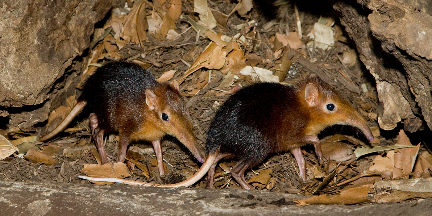 A pair of black and rufous elephant shrews on a brown plant-based surface.