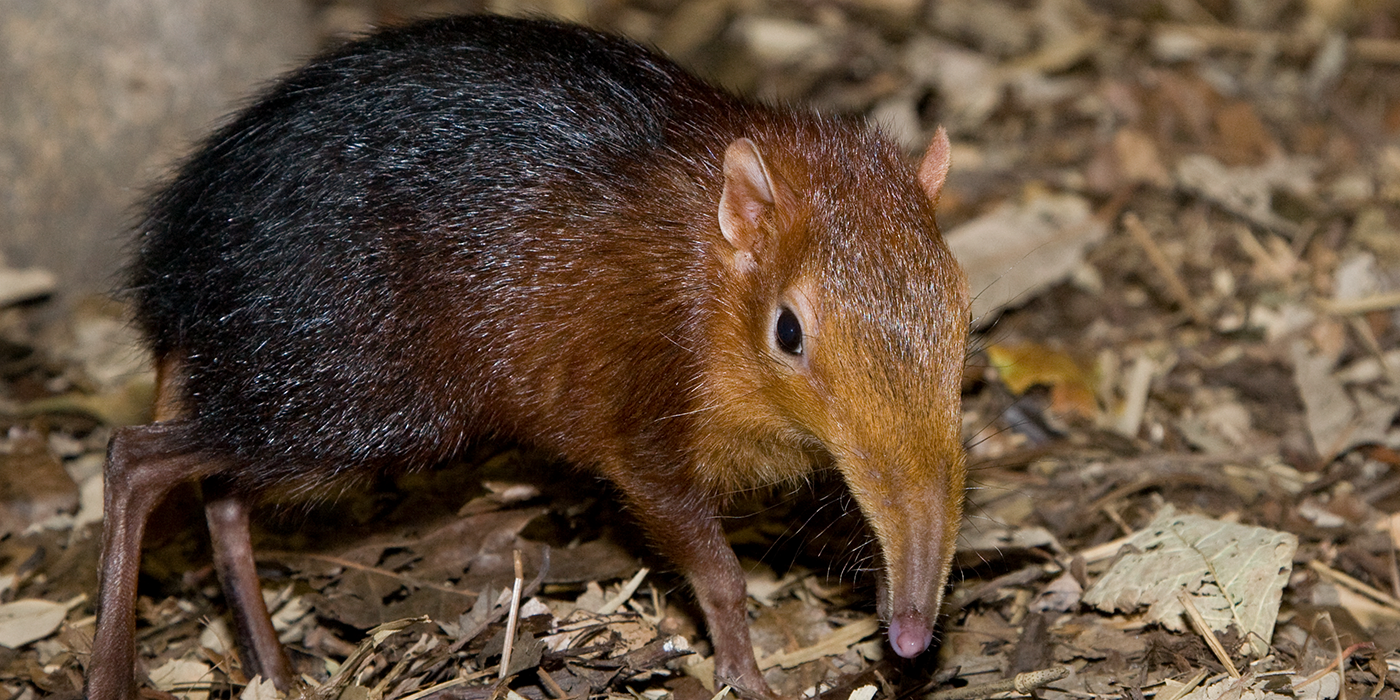 Black and rufous elephant shrew on a brown plant-based surface.