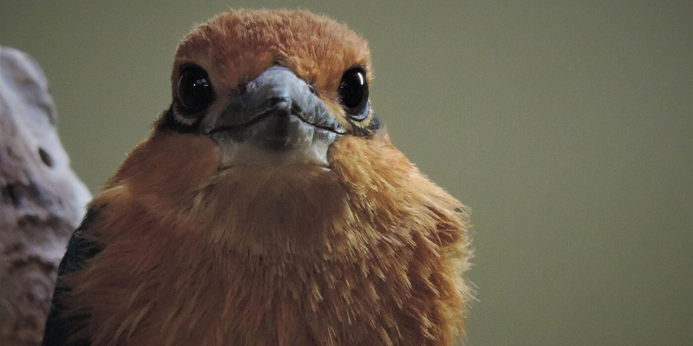A young sihek at the Smithsonian’s National Zoo and Conservation Biology Institute. (Smithsonian/Erica Royer)