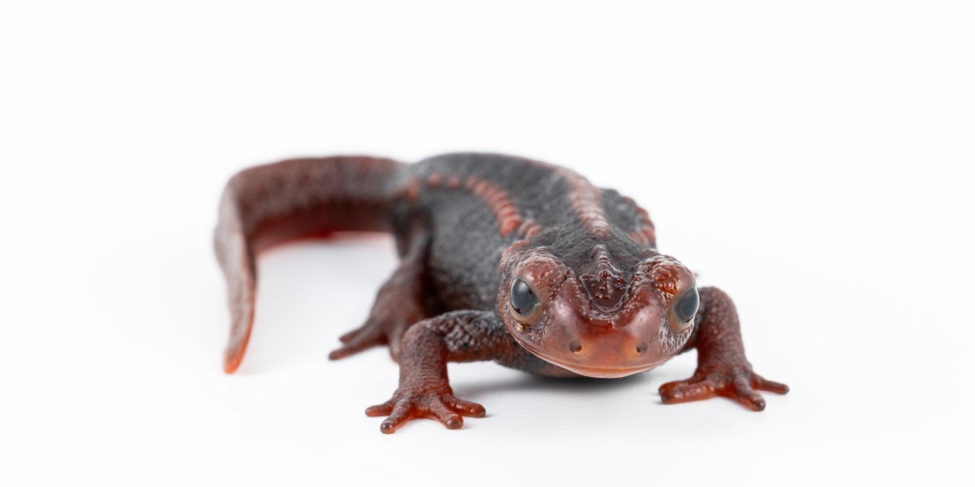 Emperor newt. Credit: Roshan Patel/Smithsonian
