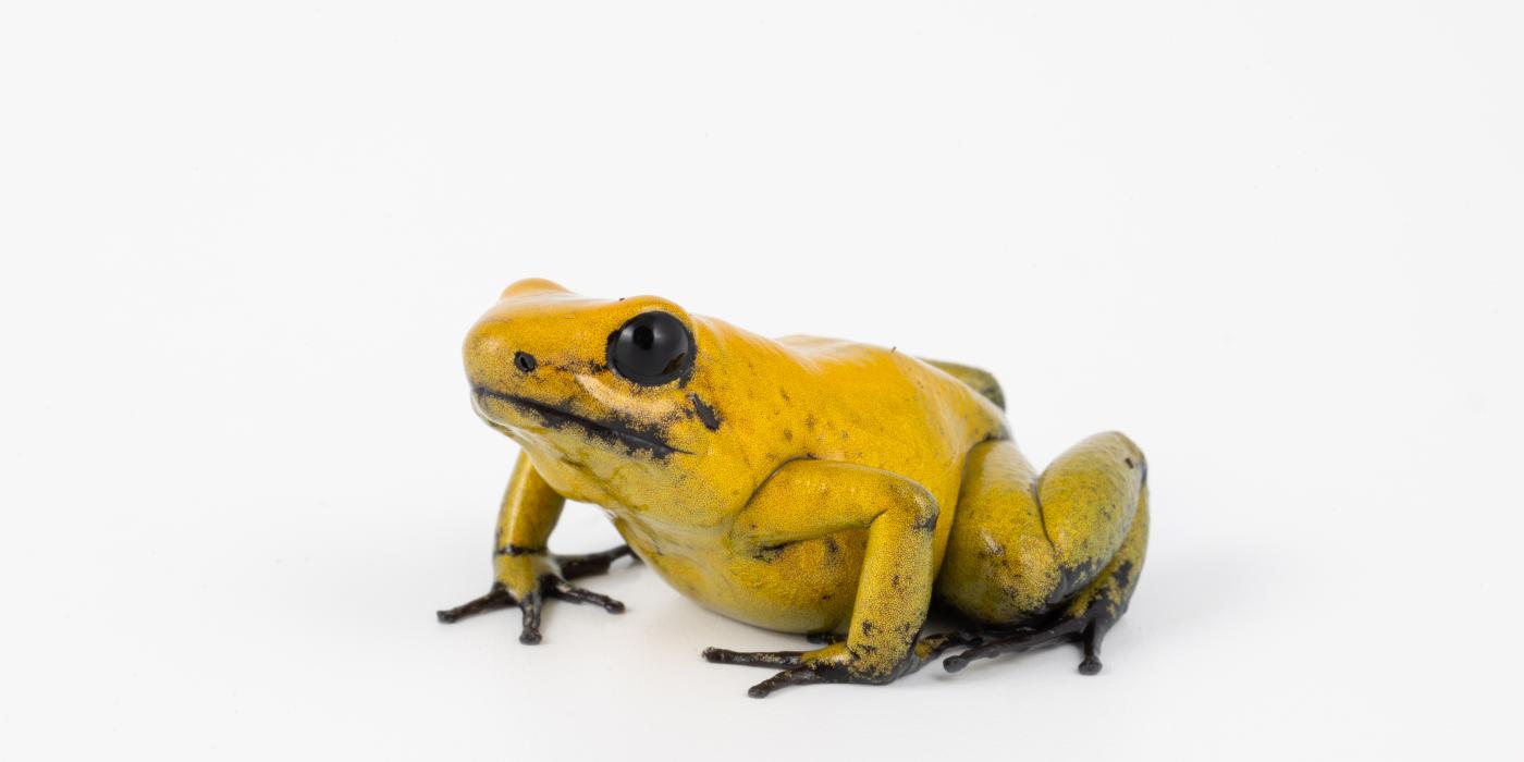 Black-legged poison dart frog. Credit: Roshan Patel/Smithsonian