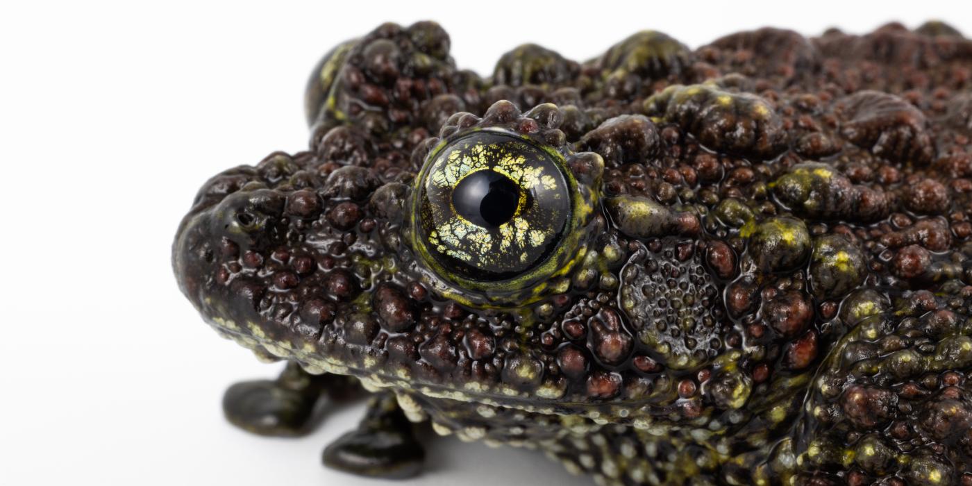 A Vietnamese mossy frog. Credit: Roshan Patel/Smithsonian. 