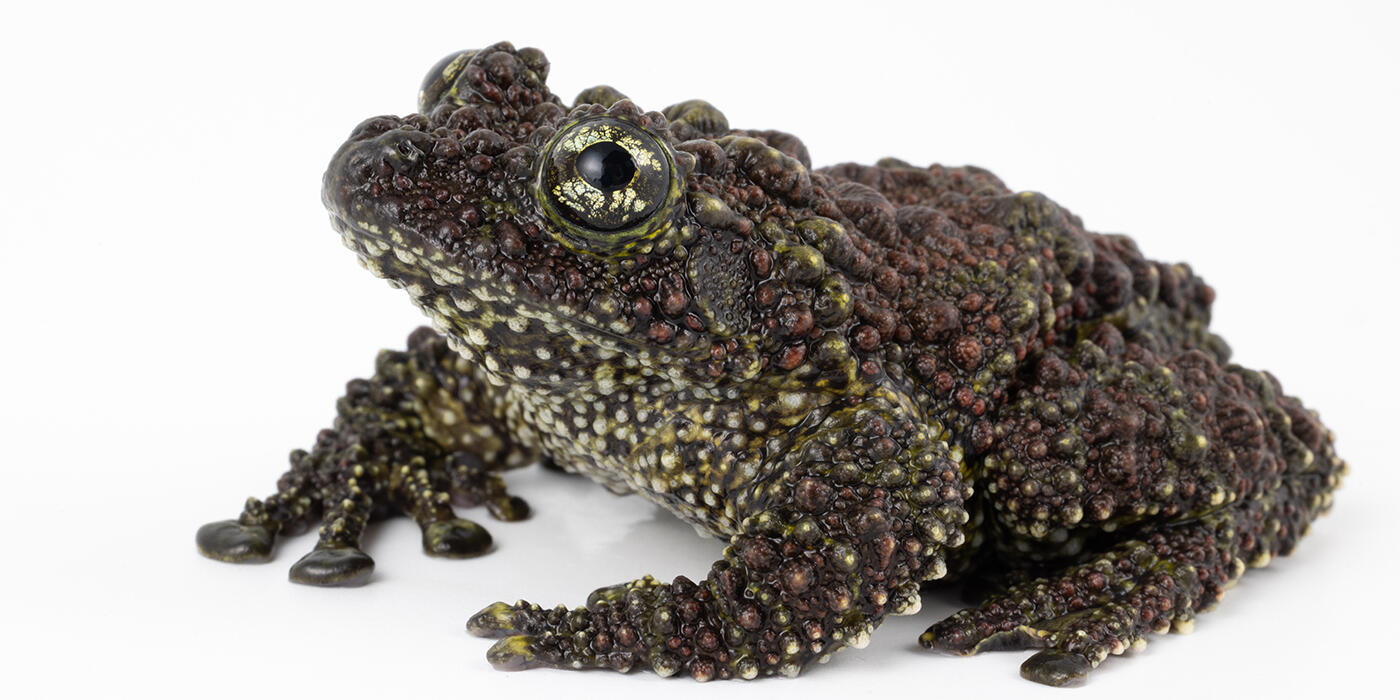 Vietnamese mossy frog on a white background
