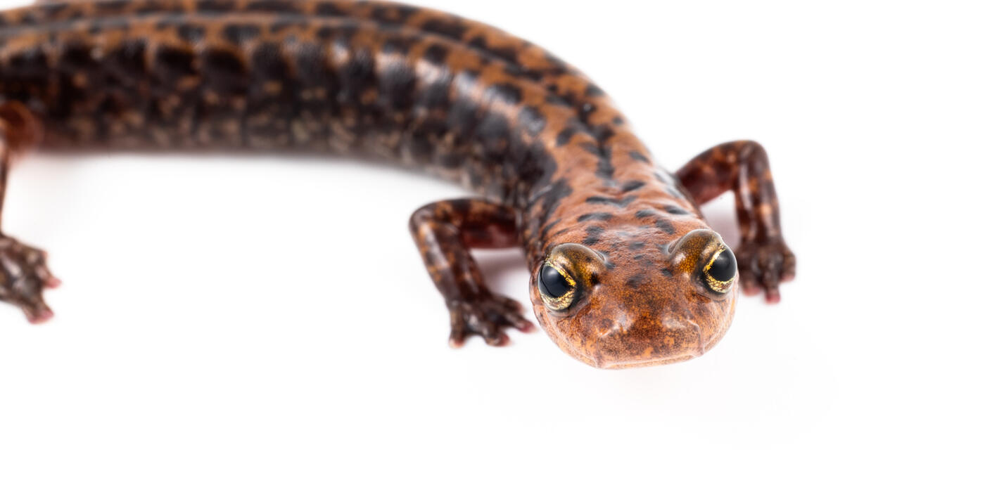 Long-tailed salamander on a white background