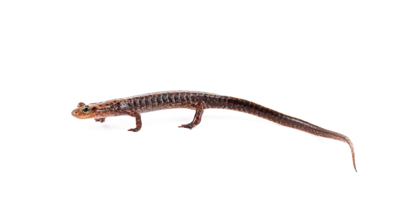 Long-tailed salamander on a white background