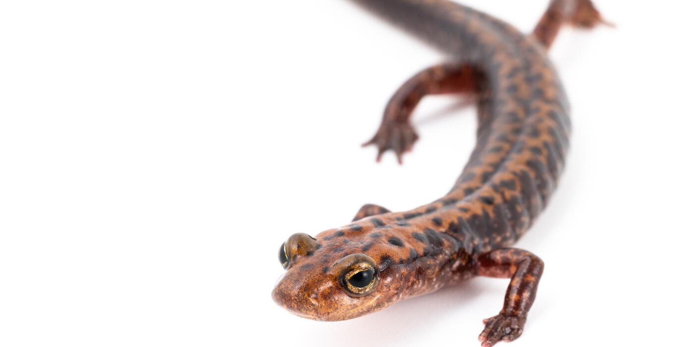 Long-tailed salamander on a white background
