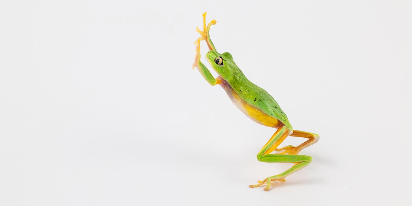 A jumping lemur leaf frog. Credit: Roshan Patel/Smithsonian A jumping lemur leaf frog. Credit: Roshan Patel/Smithsonian