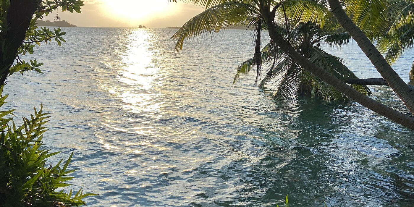 Palmyra Atoll. Biologists hope to increase the population of sihek in Palmyra to about 20 breeding pairs. 