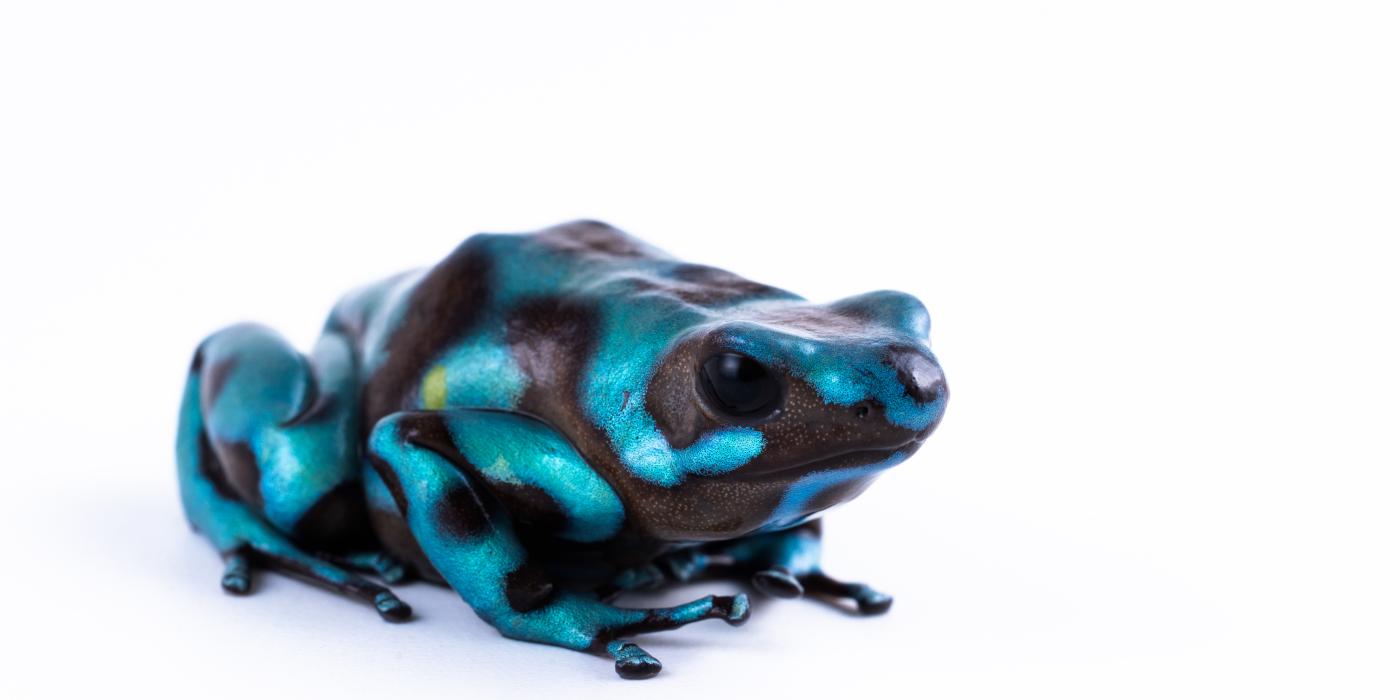 Green-and-black poison dart frog. Credit: Roshan Patel/Smithsonian