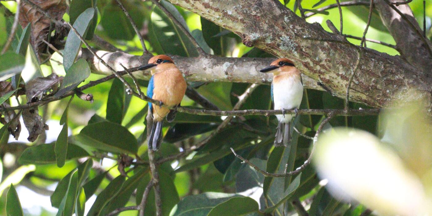 Two sihek perch in a tree at Palmyra Atoll.
