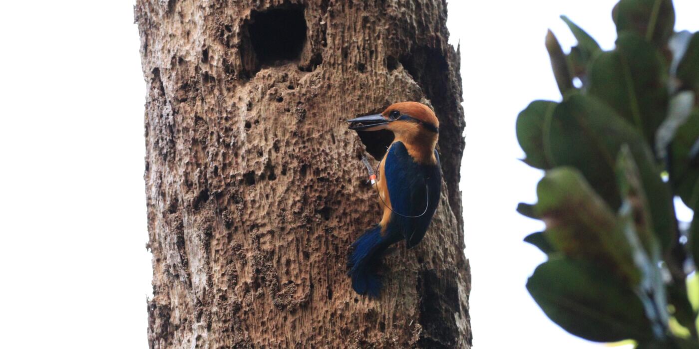 Sihek digging into a tree cavity