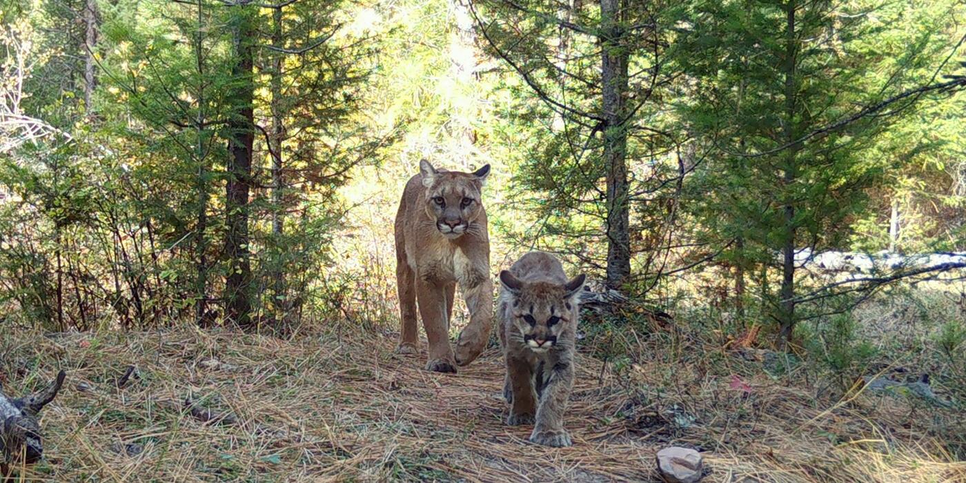 A puma with kitten traverses a pine forest.