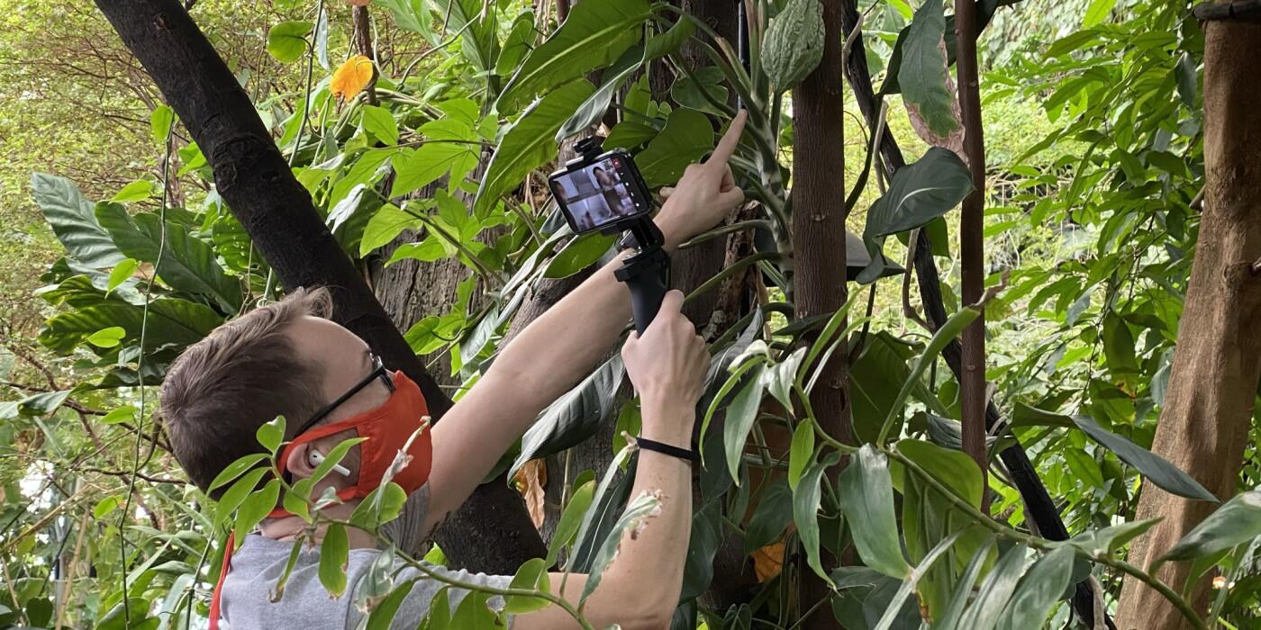 A scientist recording wildlife in a tree canopy