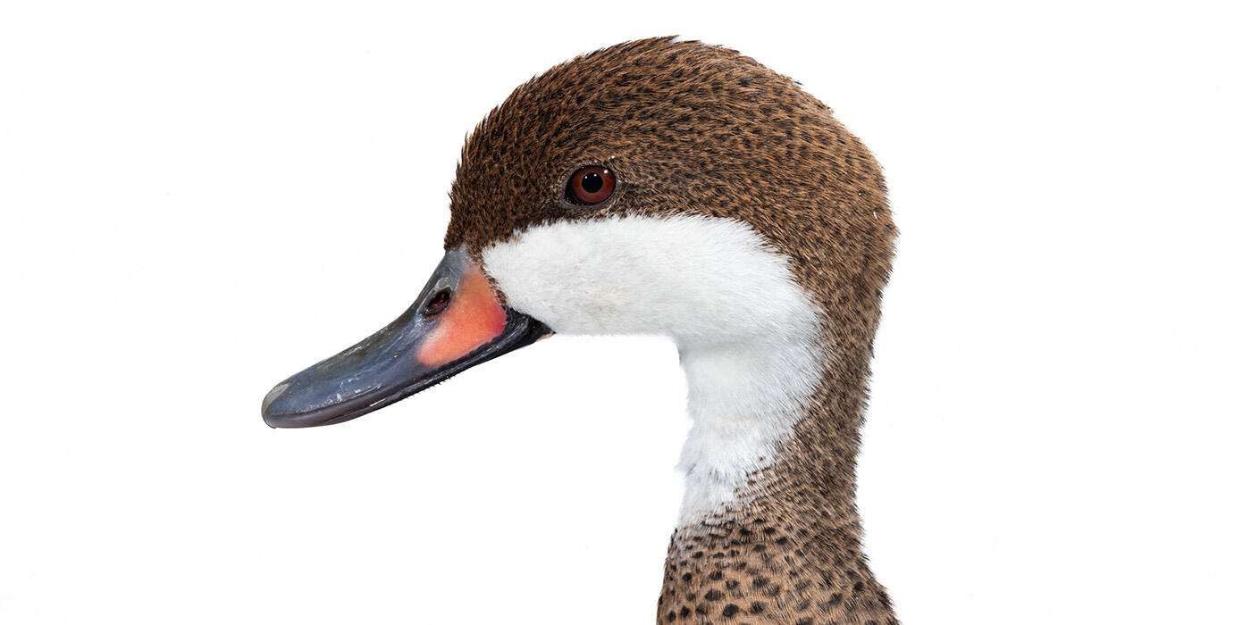 A duck with a large white patch on the lower half of its face