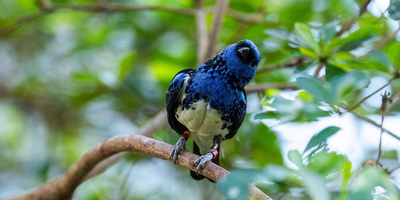 A black-and blue bird with a pale yellow belly.