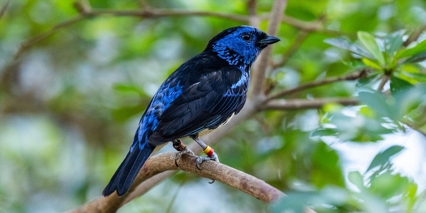 A black-and blue bird with a pale yellow belly.