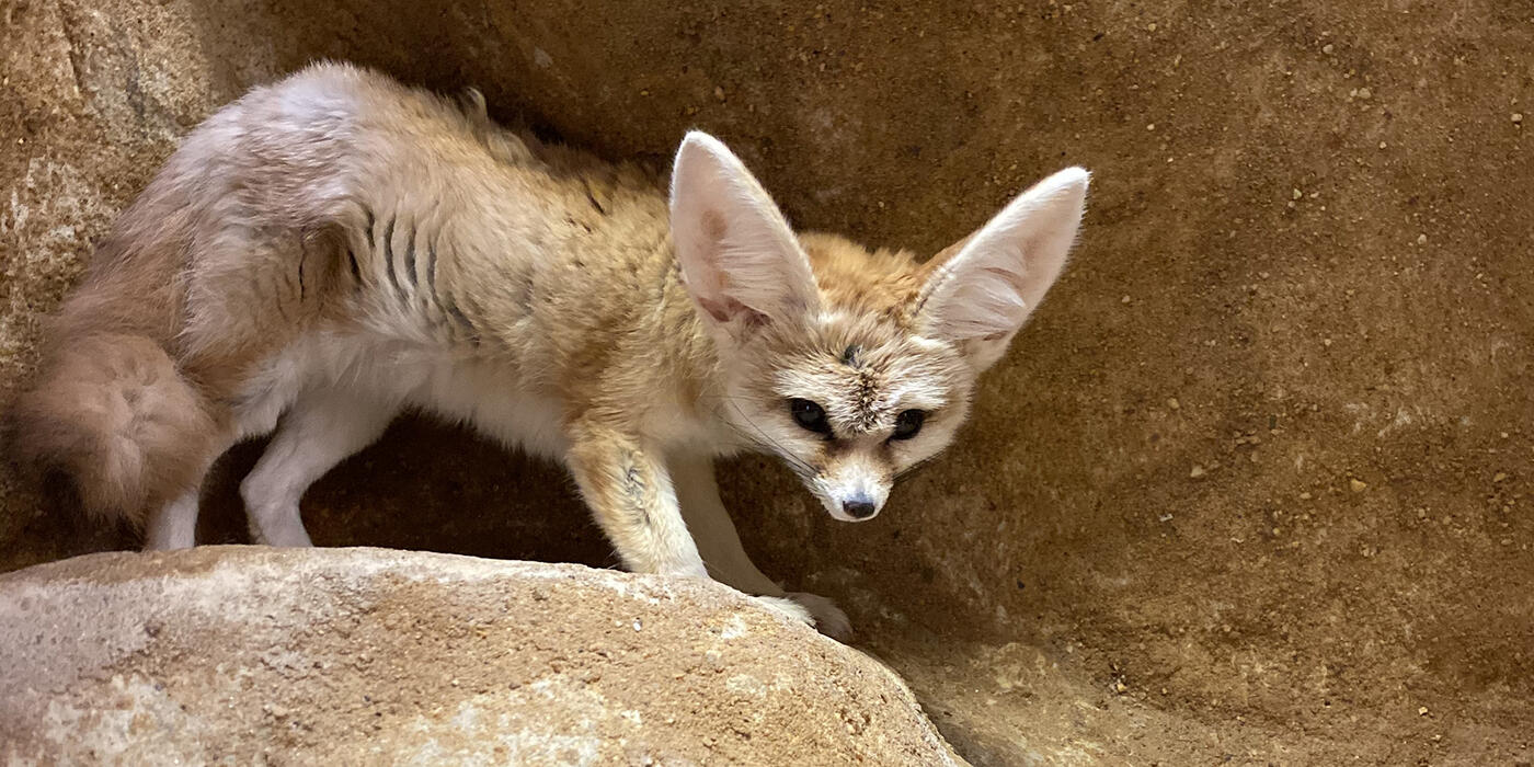 Fennec fox Barkley is perched atop a rocky outcropping in his habitat at the Small Mammal House. Photo credit: Mimi Nowlin/Smithsonian Fennec fox Barkley is perched atop a rocky outcropping in his habitat at the Small Mammal House. Photo credit: Mimi Nowlin/Smithsonian