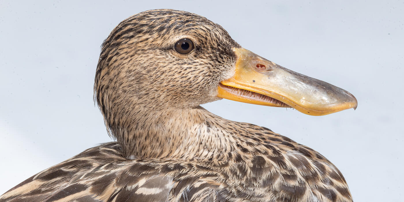 An adult female northern shoveler. Credit: Roshan Patel/Smithsonian An adult female northern shoveler. Credit: Roshan Patel/Smithsonian