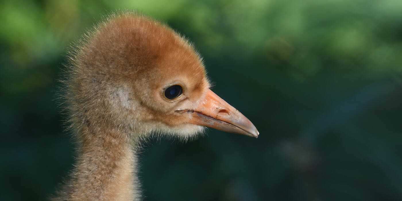 Whooping crane chick at the Smithsonian Conservation Biology Institute. Credit: Chris Crowe/Smithsonian. Whooping crane chick at the Smithsonian Conservation Biology Institute. Credit: Chris Crowe/Smithsonian.