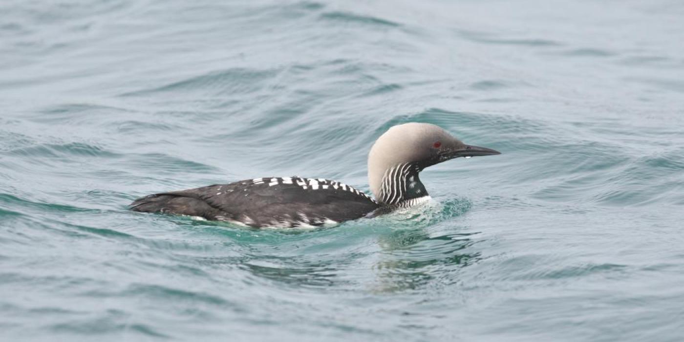 A duck-like bird, called a Pacific loon, swimming through clear water. The bird has dark feathers with white stripes, red eyes, a light gray head and a pointed bill.