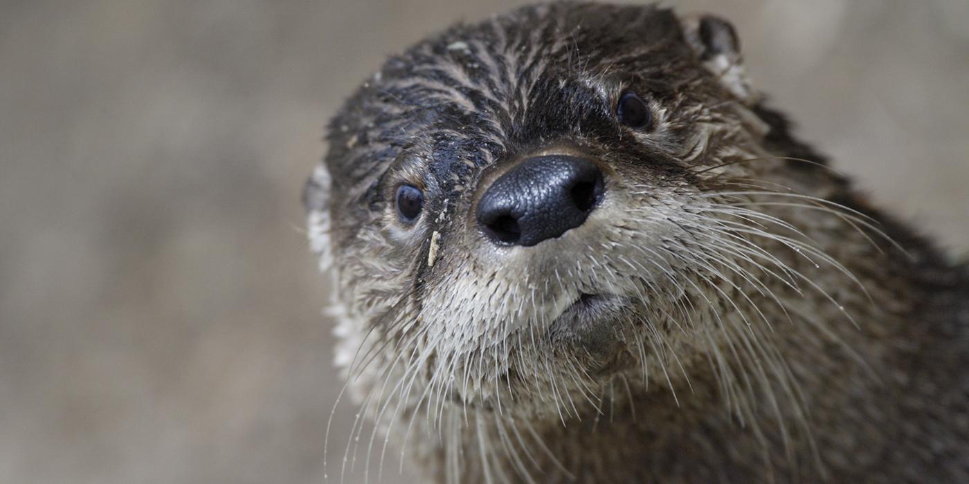 North American River Otter