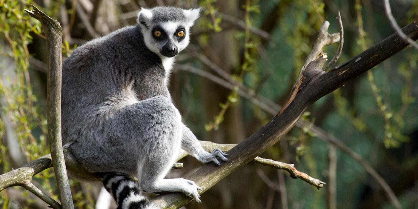 A ring-tailed lemur with gray and white fur, yellow eyes, a black nose and a white and black striped tail sitting on a tree branch