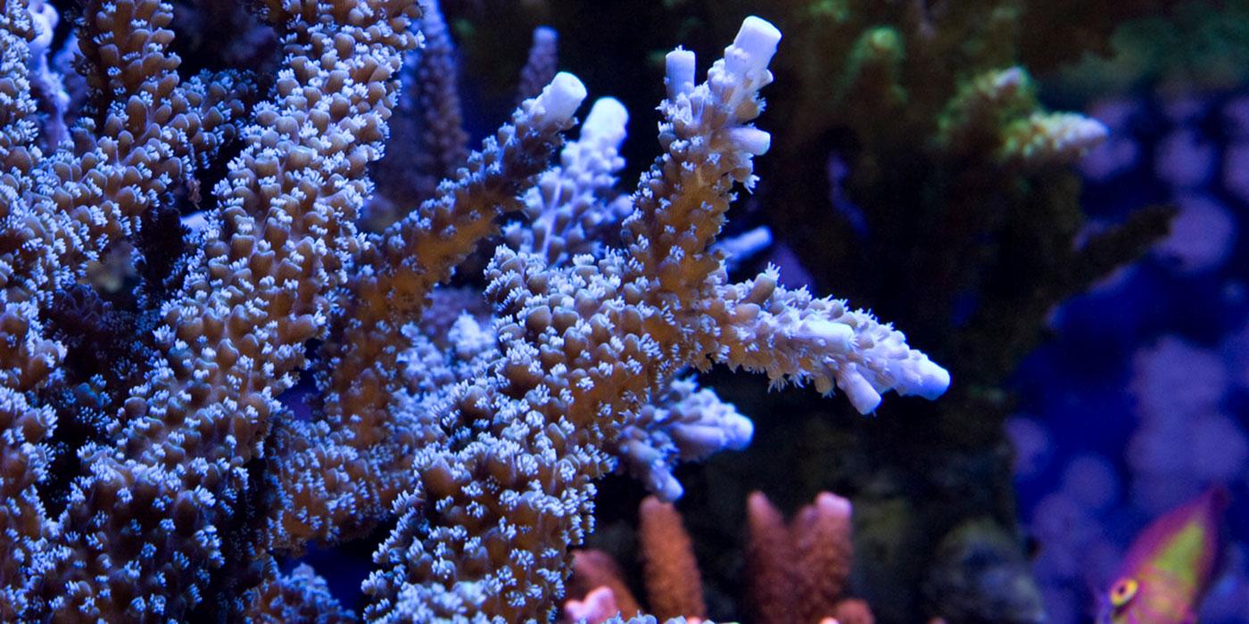 A close-up of many small coral polyps forming a colony in Amazonia's Coral Lab