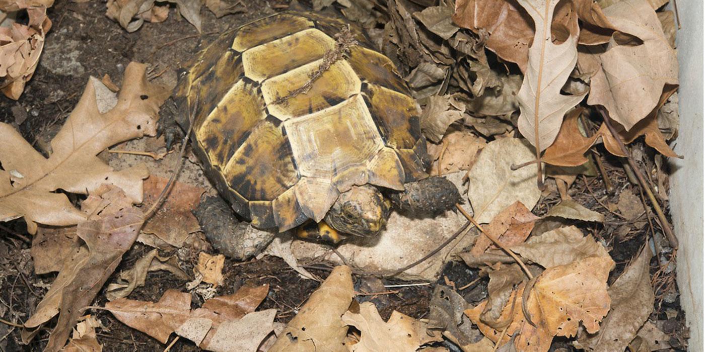 A small tortoise with a boxy shell, called an impressed tortoise, sits tucked into a pile of fallen leaves