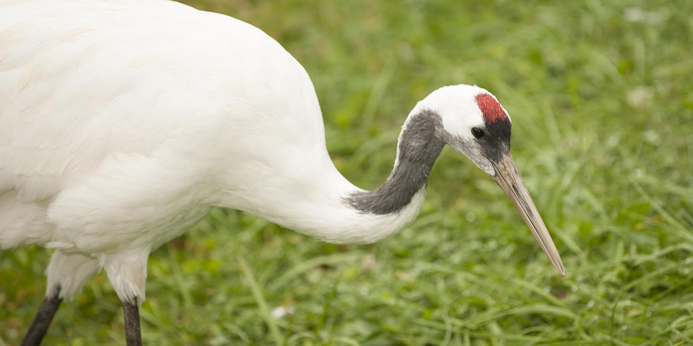 A red-crowned crane 