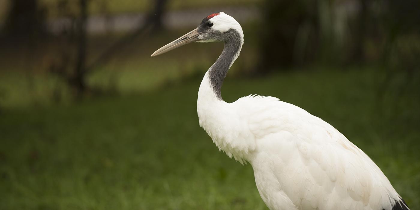 A red-crowned crane 