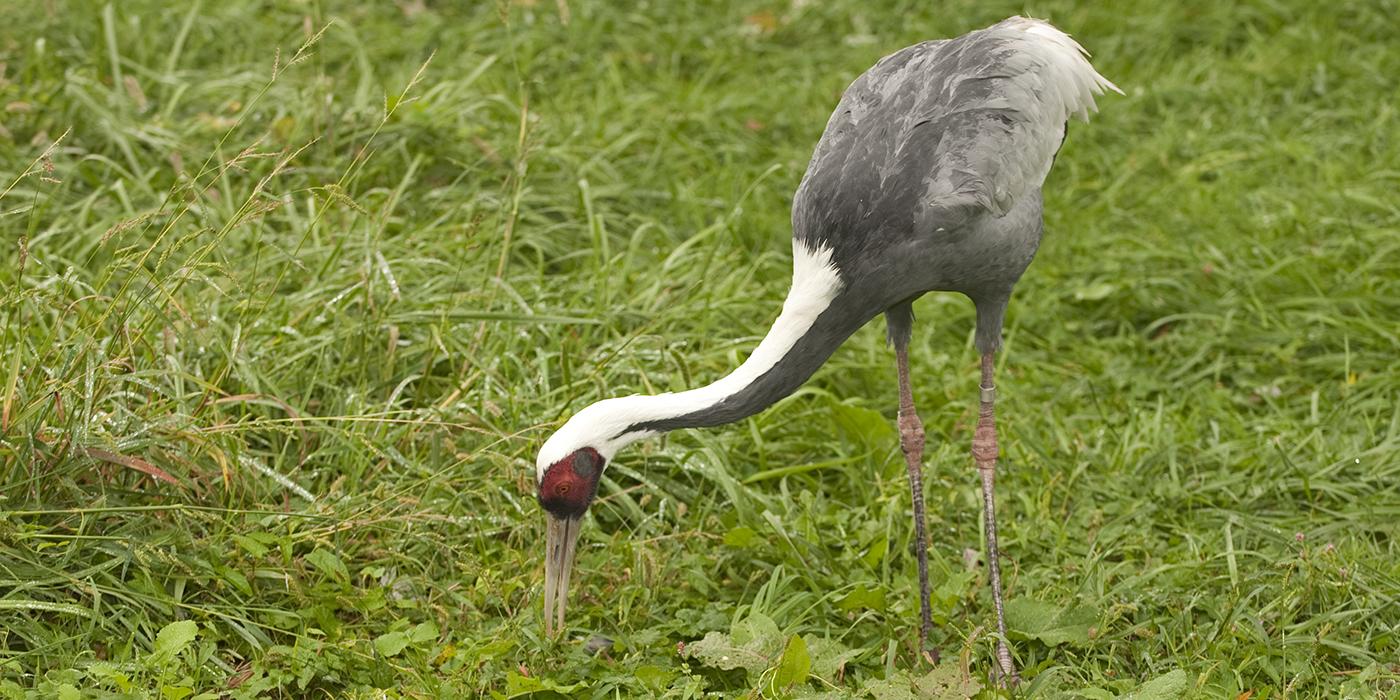 A white-naped crane in the grass