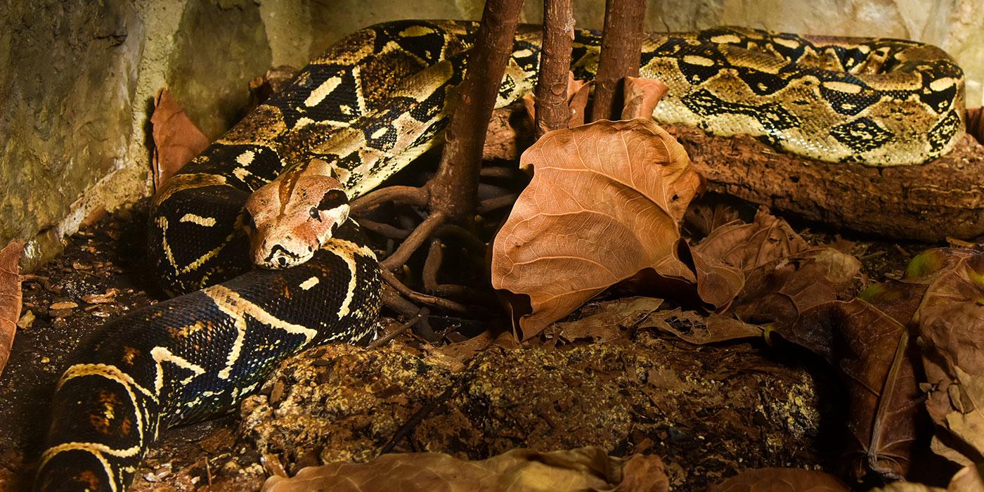 A large snake with a black and white diamond pattern rests on a log near fallen leaves and dirt