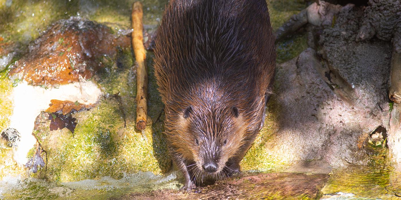 A beaver with thick, wet fur and long claws steps face-first into the water