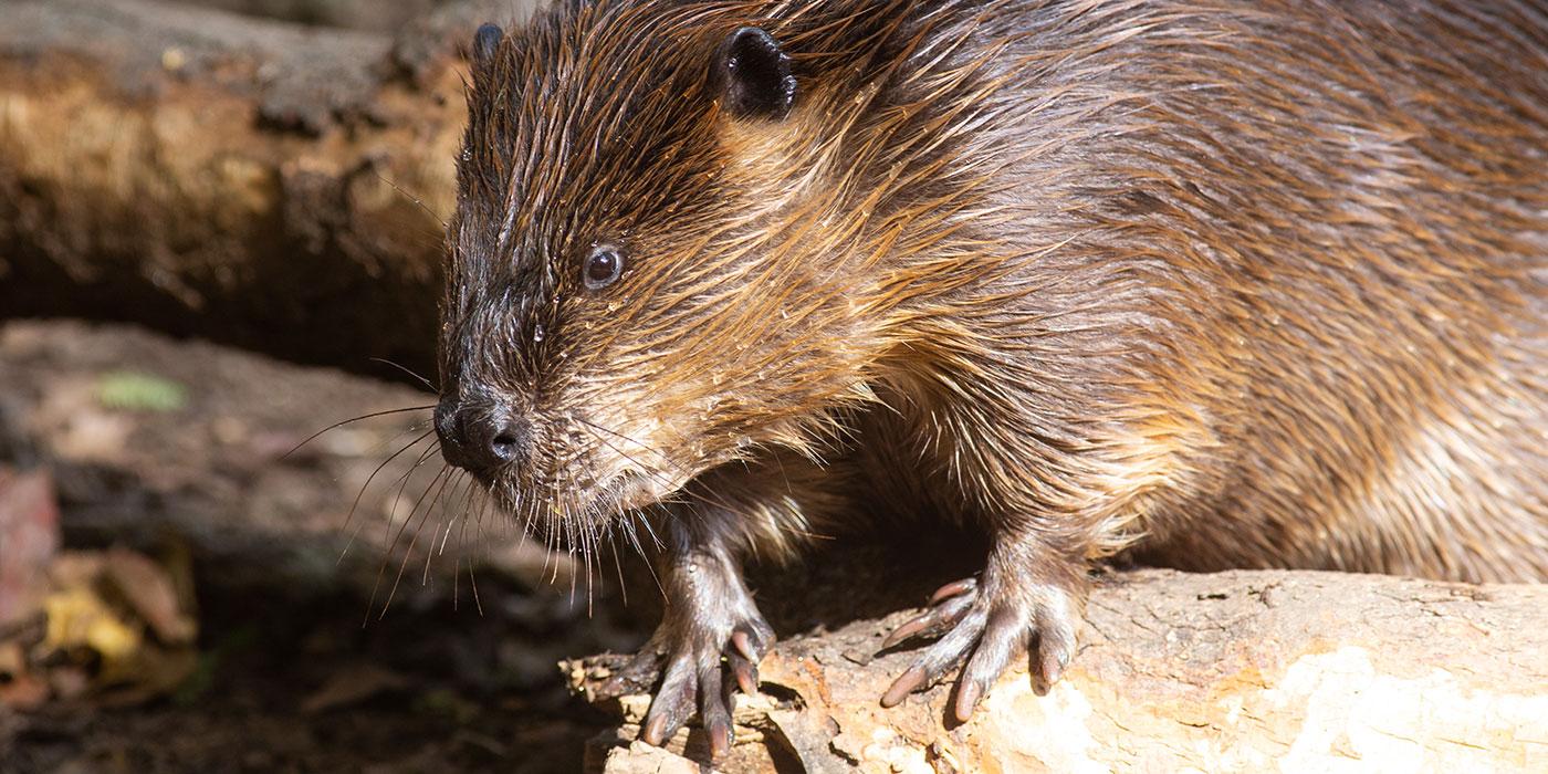 A beaver with thick, wet fur, long claws and whiskers stands on all fours on a rock