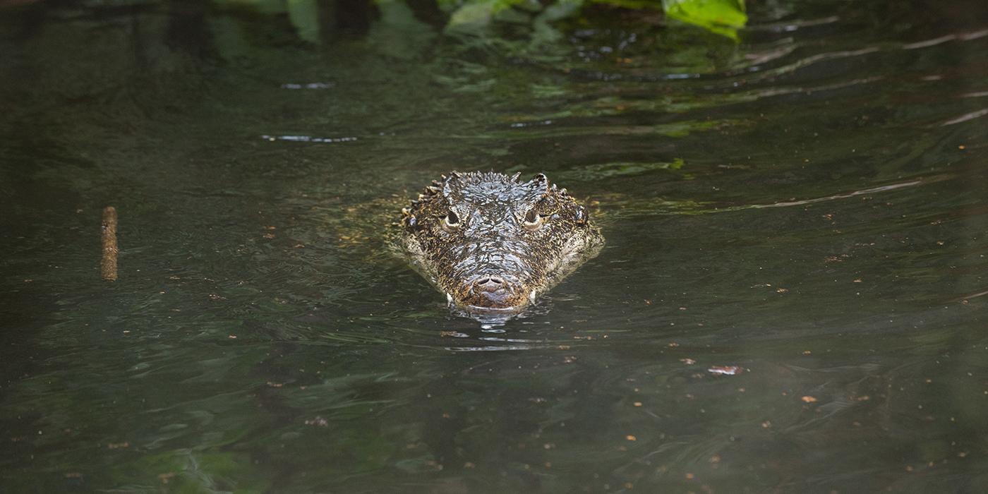 A small crocodile, called a Cuban crocodile, with armored, scaly skin swims through murky water with its head above the surface.