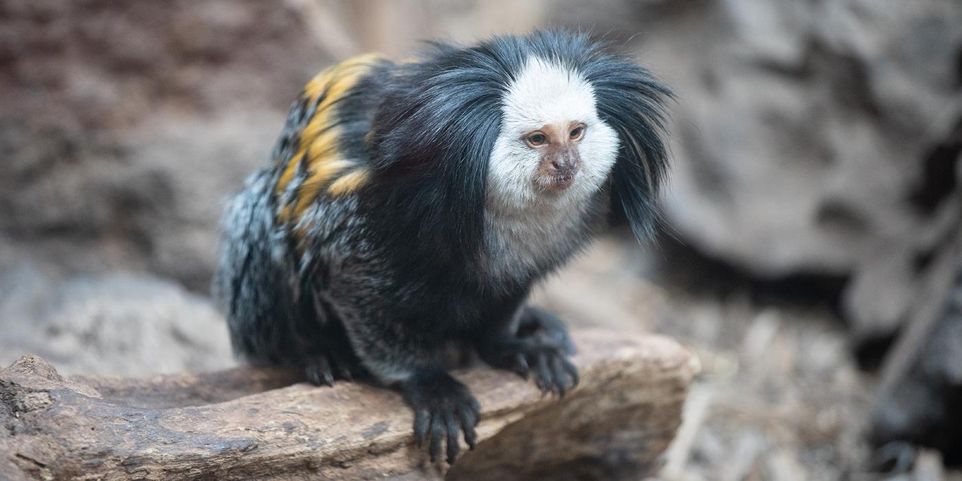 A small monkey, called a Geoffroy's marmoset, perched on a log. It has long fur black, orange and white fur and long tufts of fur on either side of its face.