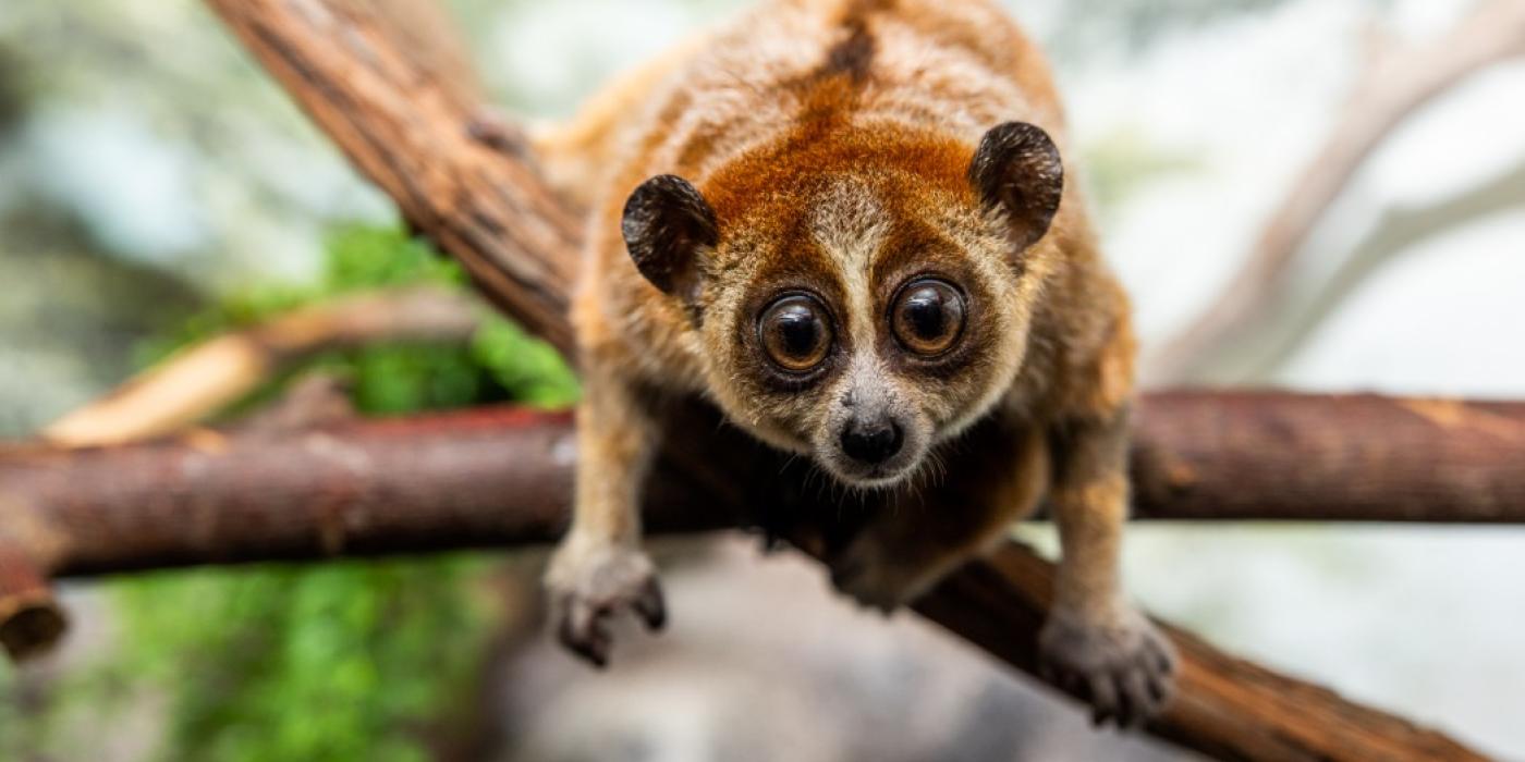 A pygmy slow loris faces the camera while clinging to a tree branch.