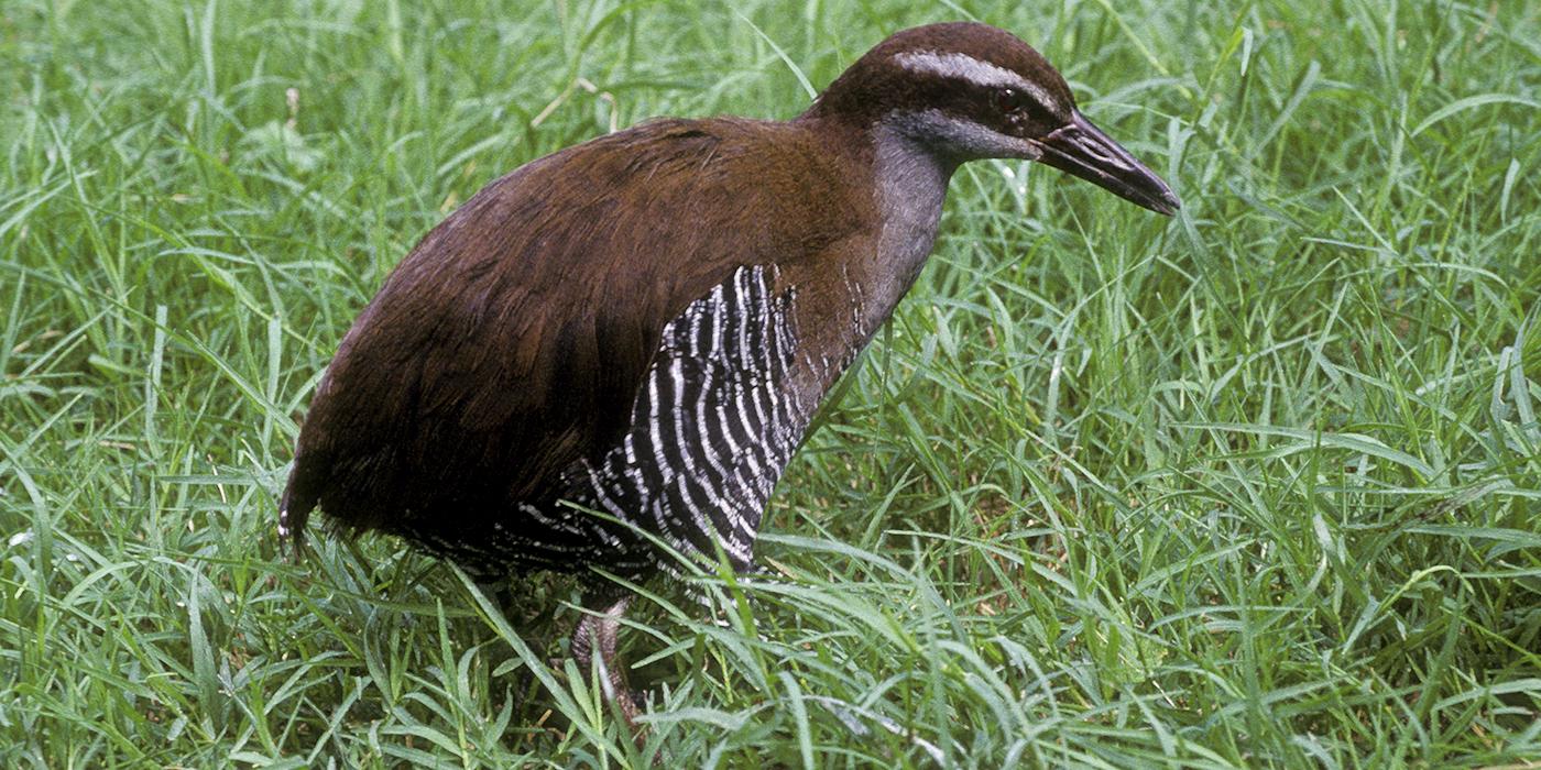 A Guam rail bird standing in the grass