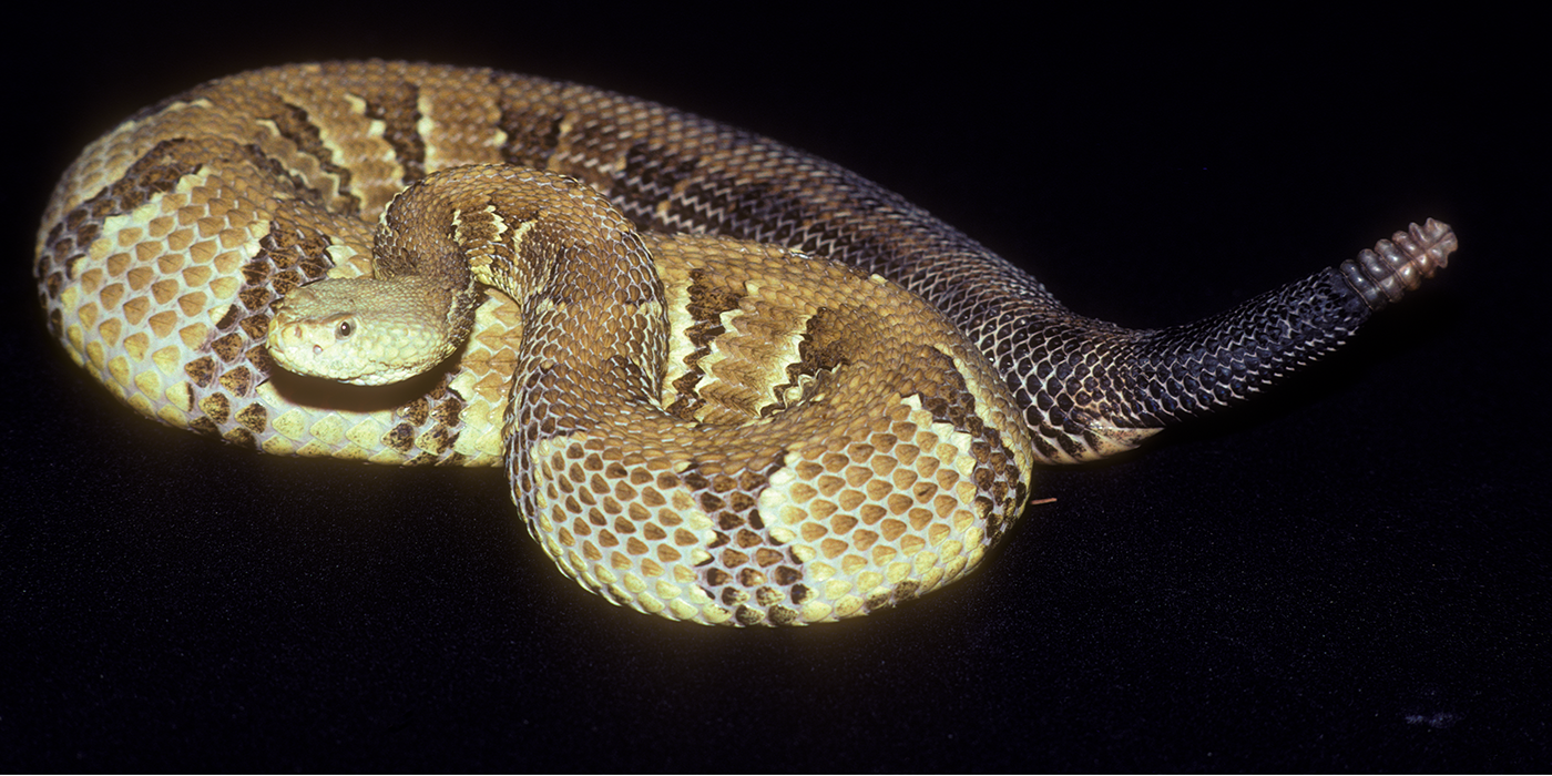 A timber rattlesnake with pale gray scales, dark-brown bands around its body, a brown stripe down its back and a rattle at the tip of its tail