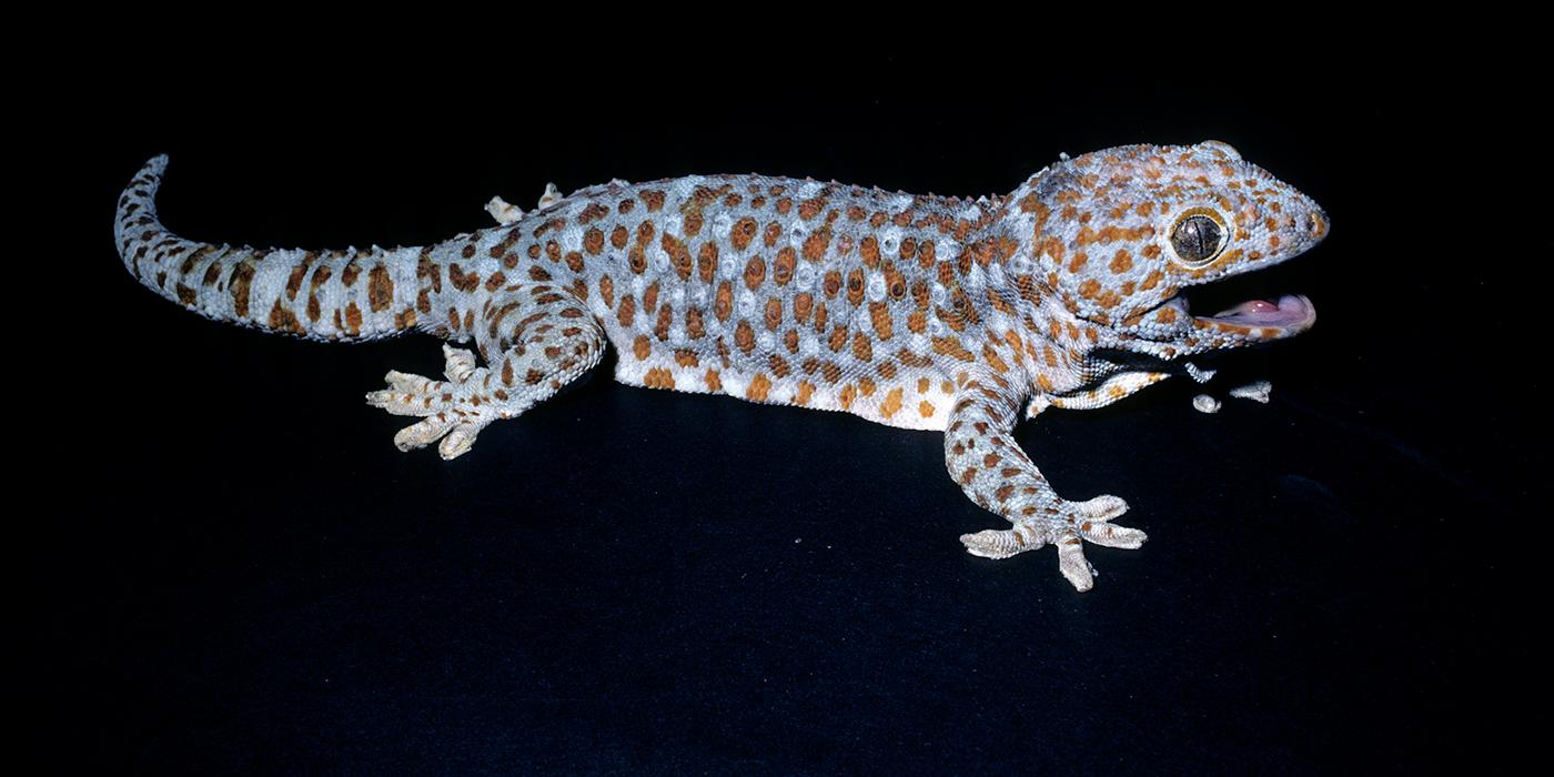 A gray-blue gecko with rust-orange spots against a black background