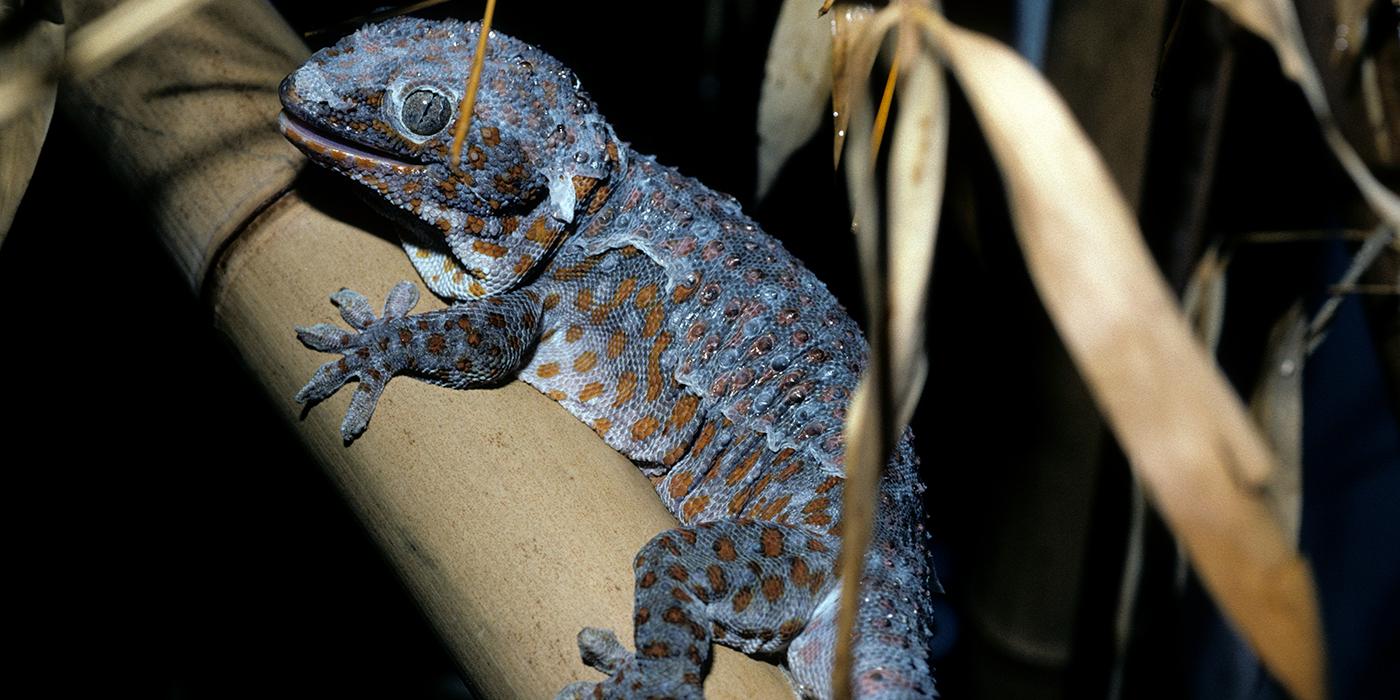 A gray-blue gecko with rust-orange spots holds onto a tan branch