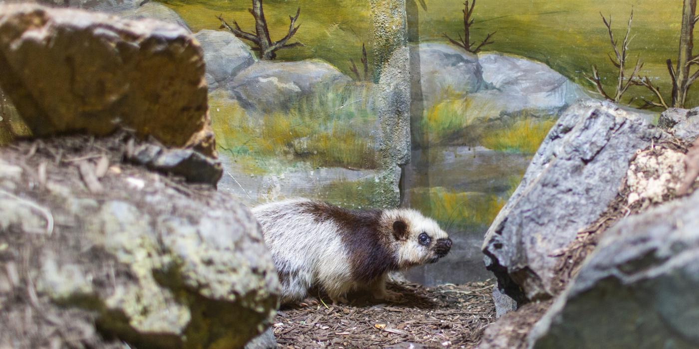 A northern Luzon giant cloud rat, a large rodent with thick fur, stands on mulch between large rocks