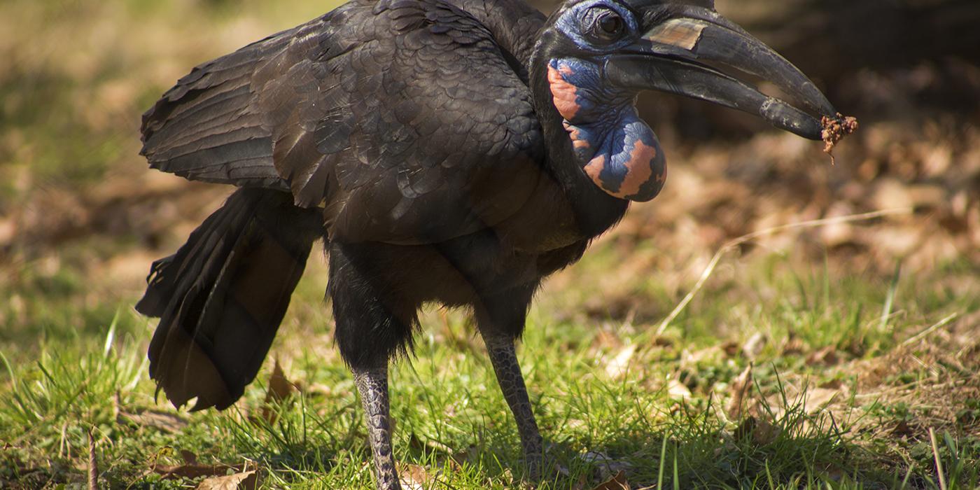 A large bird, called an Abyssinian ground hornbill, stands in the grass holding food in its bill. It has dark feathers, strong legs, large eyes, and a long, down-curved bill with a casque (or helmet-like structure)