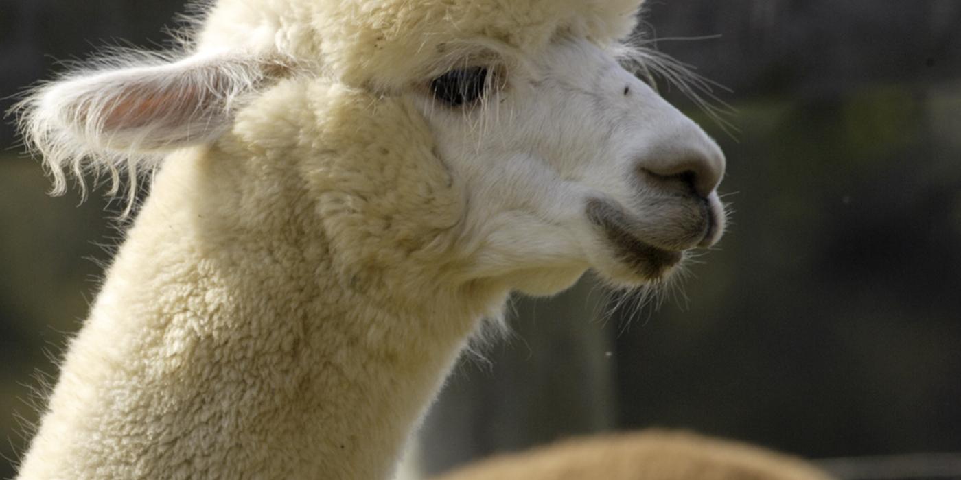 The profile of an alpaca with white fur