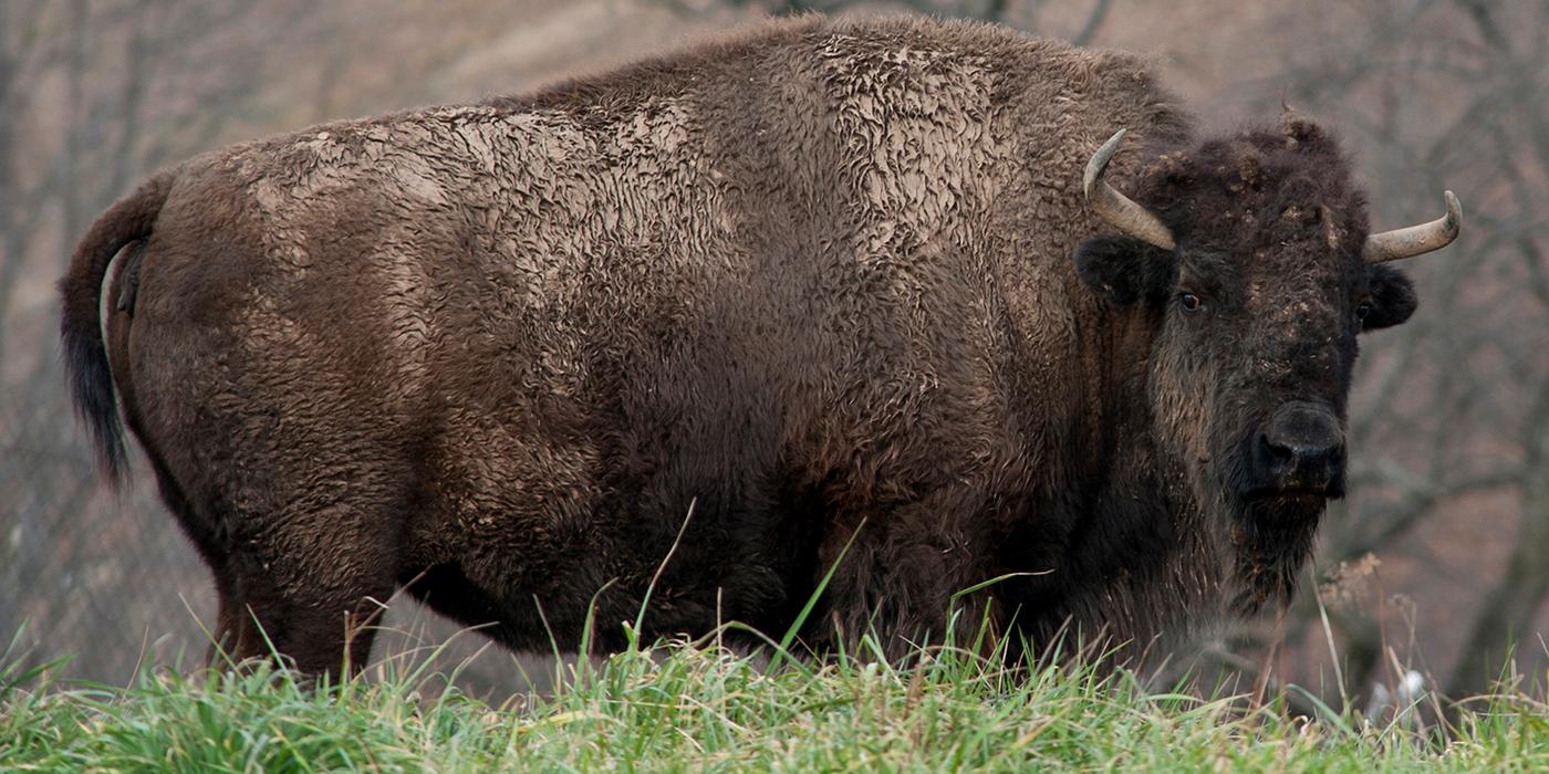 large hoofed animal with short curved horns