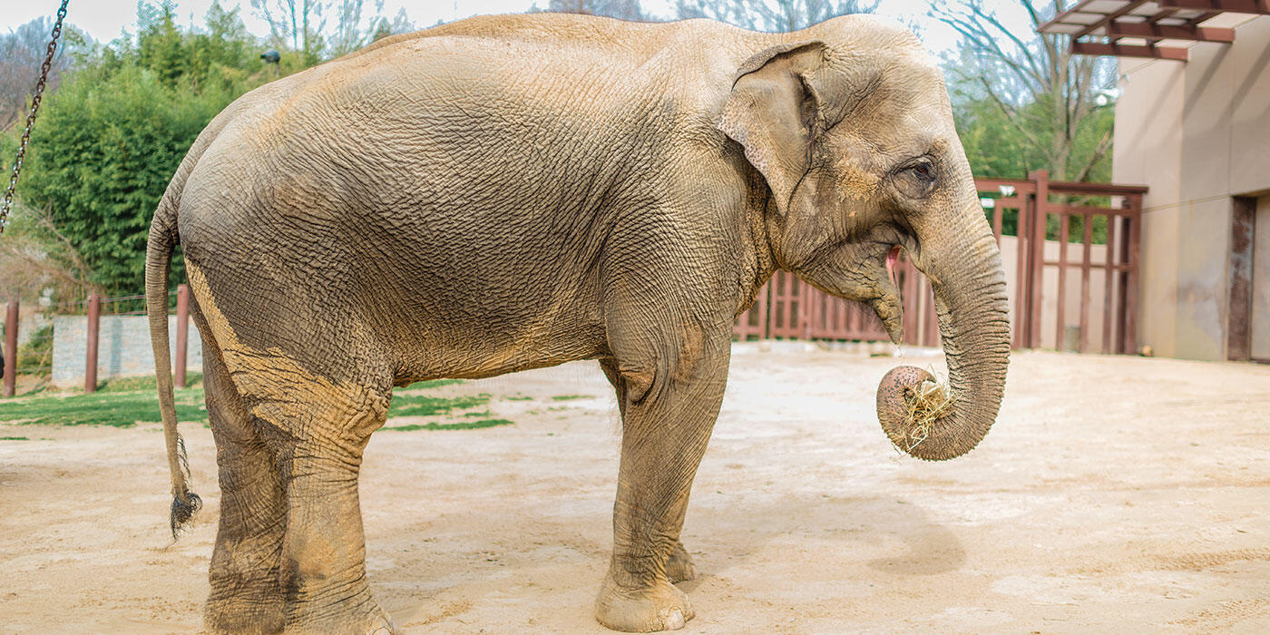 An Asian elephant stands outside in the sun and eats a trunk-full of browse at the Smithsonian's National Zoo