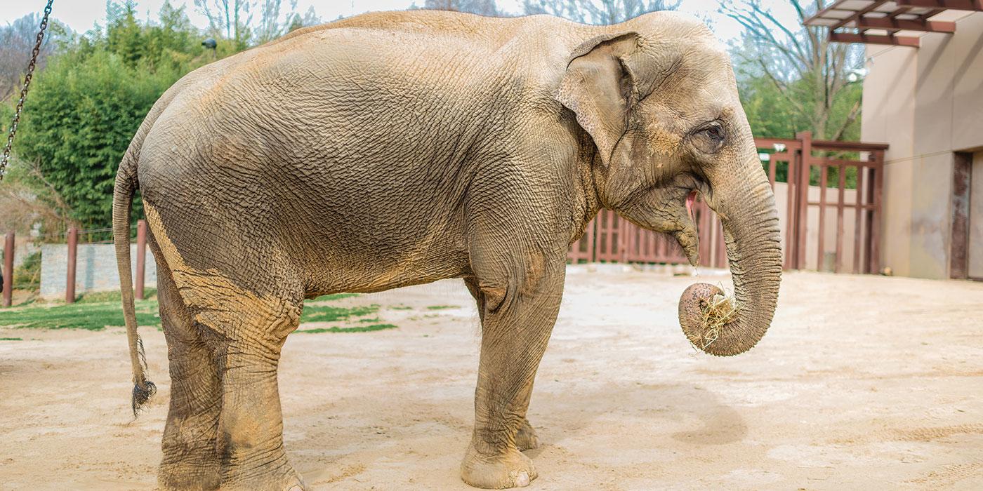 An Asian elephant stands outside in the sun and eats a trunk-full of browse at the Smithsonian's National Zoo