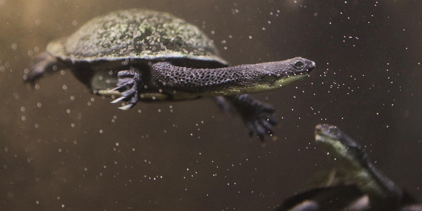 Two Australian snake-necked turtles that are dark gray with light spots on their undersides and around the edge of their shells swims in the water