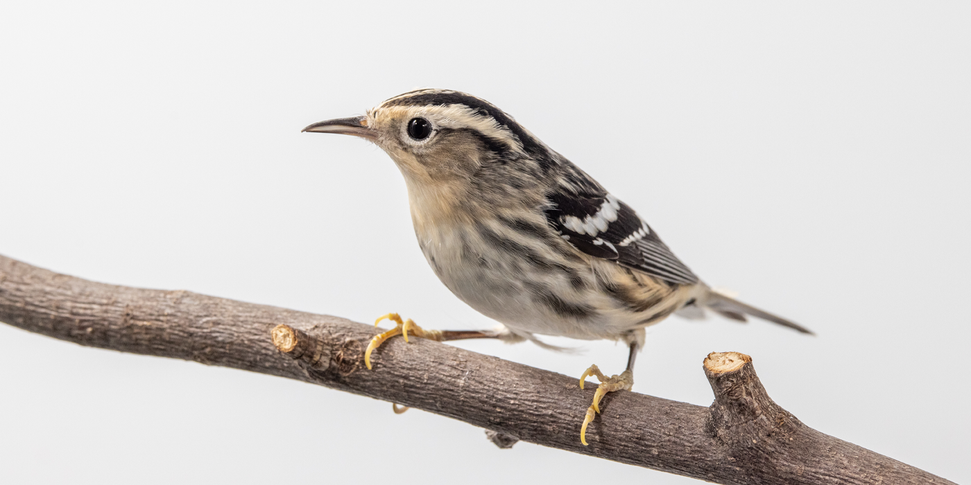 Side profile of a female black-and-white warbler perched on a tree branch. It has black and white streaks all over its grayish-brown body.