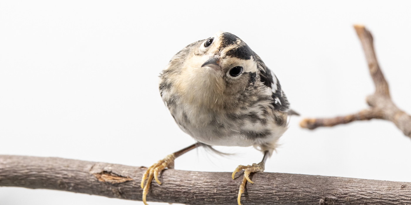 Front profile of a female black-and-white warbler, a small songbird with black and white streaks all over its gray body. It is staring into the camera and tilting its head inquisitively.